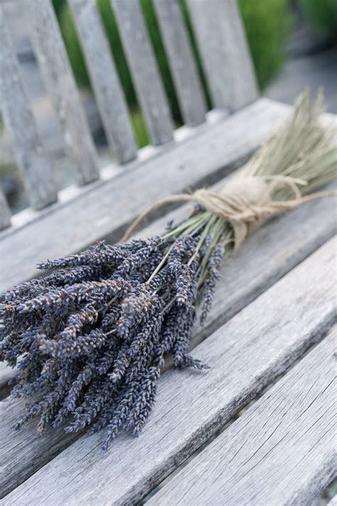 Dried Lavender Bundles – Bilston Creek Farm