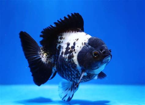 PANDA ORANDA | Pets, Animals, Fish pet