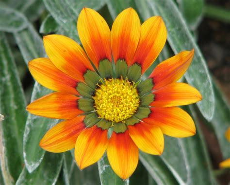 My Dry Tropics Garden: Gazanias .... like rays of sunshine in a garden!