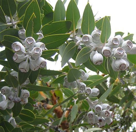 Esperance Wildflowers: Eucalyptus pleurocarpa – Tallerack