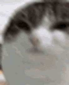 Oh The Misery Eggcat GIF - Oh The Misery Eggcat - Discover & Share GIFs