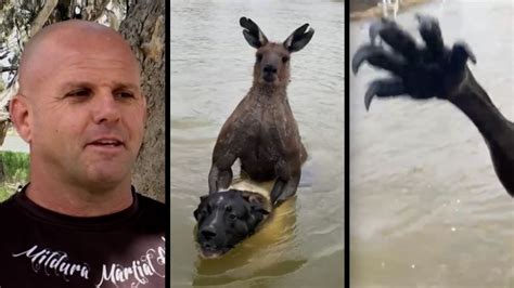 Man faces off with ‘jacked’ kangaroo holding his dog under water | CNN