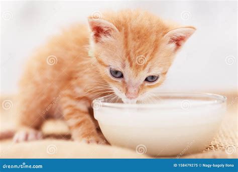 Cute Ginger Kitten Tasting Milk from a Bowl Stock Image - Image of feeding, healthy: 158479275