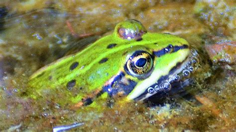 Grenouille verte : taille, description, biotope, habitat, reproduction