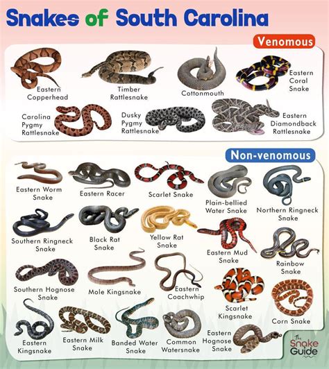 List of Common Venomous and Non-venomous Snakes in South Carolina with ...