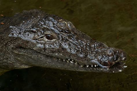 West African crocodile (crocodylus suchus) | Stock image | Colourbox