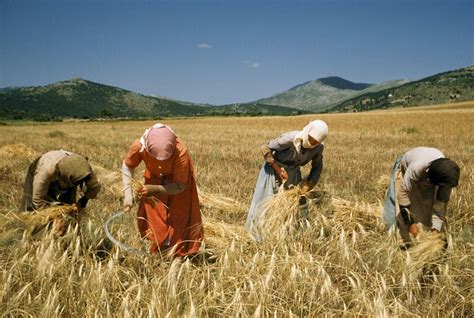 Women harvest wheat with sickles then bind it by hand in a field in 1956.Photograph by Franc and ...