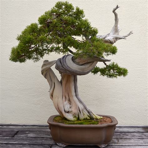 Best Old Bonsai Trees of the decade Learn more here | leafyzen