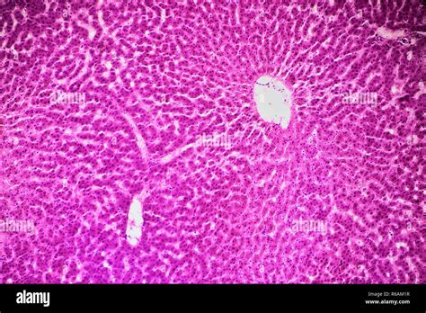 Human Liver Cells Under Microscope