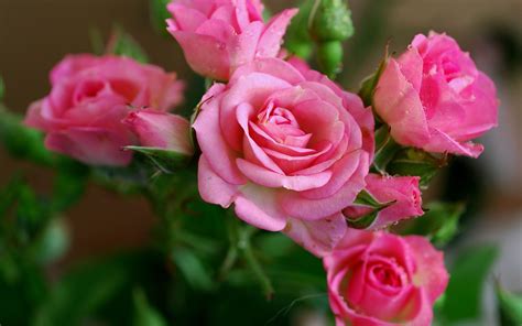 Attachment for Nature Wallpaper with Pink Rose Flower Pictures - HD Wallpapers | Wallpapers ...