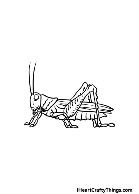 Grasshopper Drawing For Kids