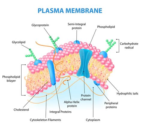 Cell Membrane - Definition, Function and Structure