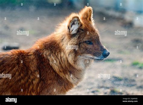 red wolf in the zoo, beast of prey in a cage, red fur Stock Photo - Alamy