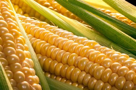 Real Food Encyclopedia - Corn - FoodPrint