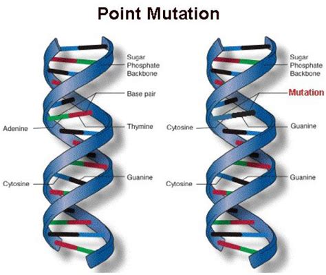 Mutations: What are Mutations and its types (Basic Notes)