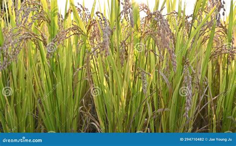 Ripe Rice Ear of Rice Paddies in the Harvest Season of Harvest Stock ...