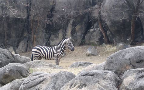 The Maryland Zoo in Baltimore - Wikipedia