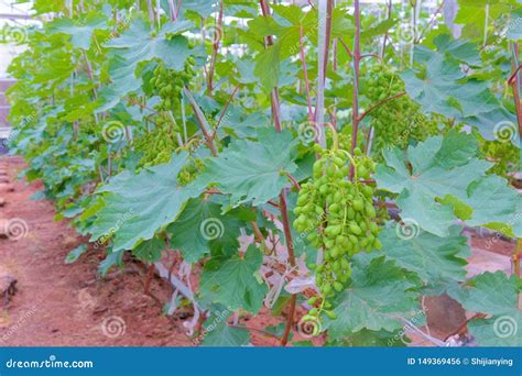 Unripe grape stock photo. Image of garden, fruit, aliment - 149369456