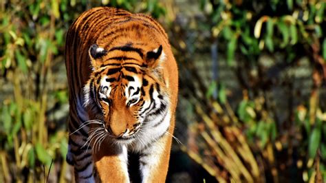 Jungle wild animal tiger predator 4K Preview | 10wallpaper.com