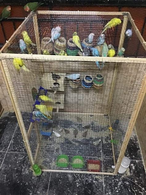 Budgies, Zebra Finches, Fisher Lovebirds, Wooden House, Wooden Aviario ...