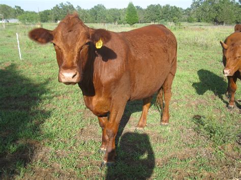 First Farm Raised Beef | Blessing Falls Family Farm