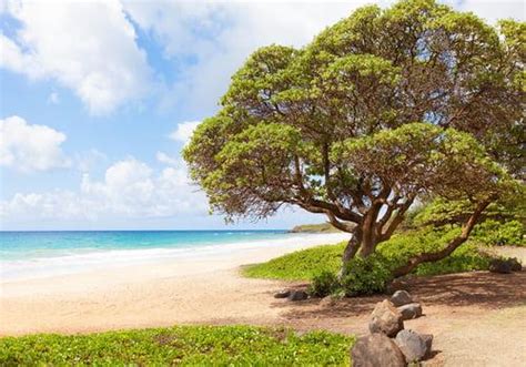 Kealia Beach in Kauai - Hawaiian Planner