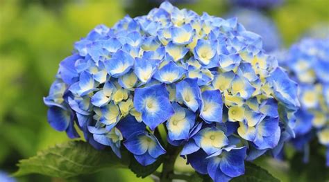 12 Best Blue Hydrangea Varieties For Home Gardens