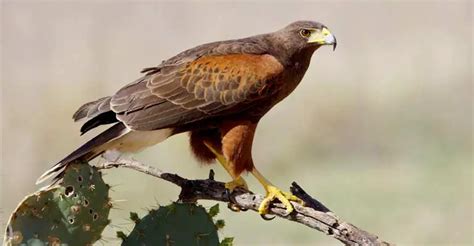 Flight of the Hooded Hunter: The Life of A Harris's Hawk - The Worlds Rarest Birds