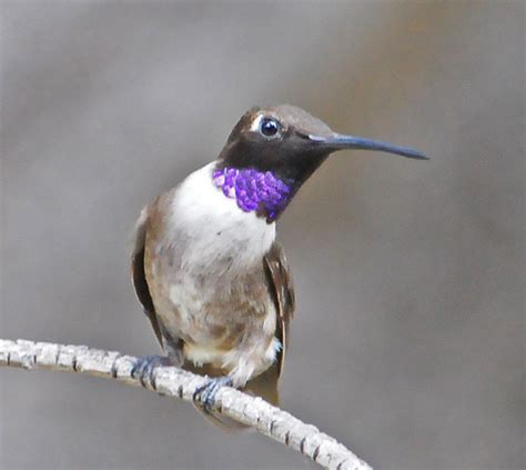 Birds of Death Valley · iNaturalist.org