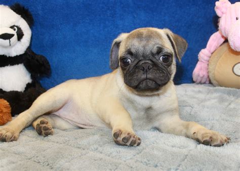 Pug Puppies For Sale - Long Island Puppies