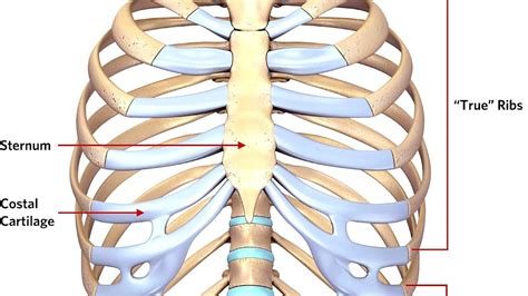 Sternal fracture - Sternum Injury - Injury Choices