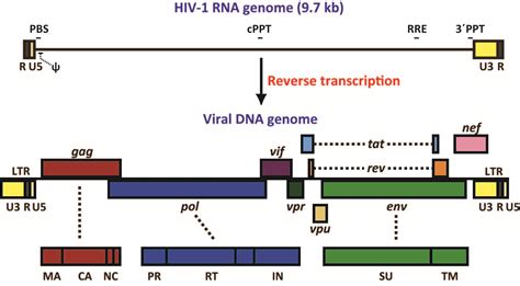 Gene Regulatable Lentiviral Vector System | IntechOpen