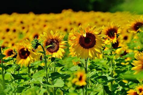 Best Time To Plant Sunflower In The Philippines | Best Flower Site