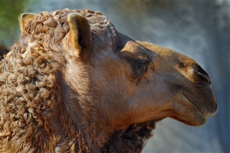 How a Camel’s Fur Coat Keeps It Cool — Biological Strategy — AskNature