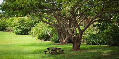 10 Fast-growing Shade Trees for Dappled Sunlight Where You Want It