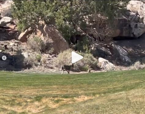 Western Colorado Wildlife at Redlands Mesa Golf Course - Redlands Mesa ...