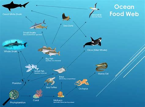 Trophic Levels- positions of organism in a food chain - Environmental Earth