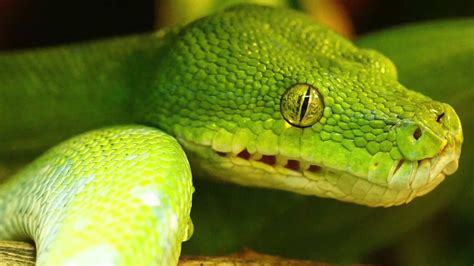 Green Snake Dream - Dream Meaning and Interpretation - YouTube