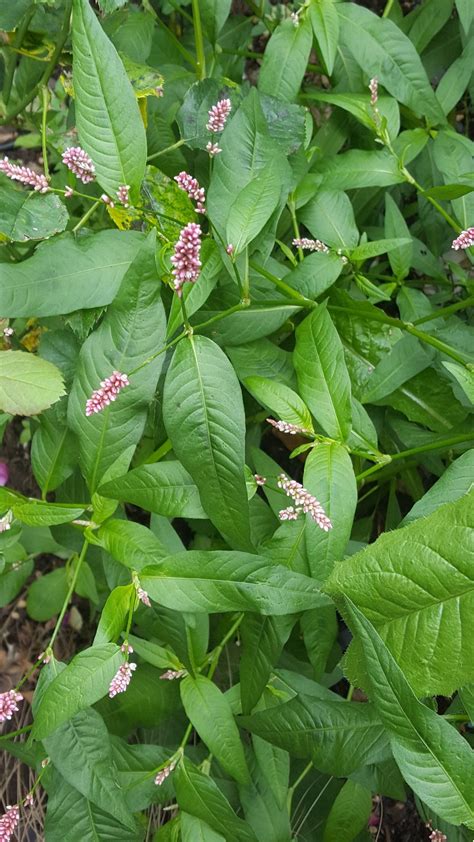 Persicaria maculosa Gray | Plants of the World Online | Kew Science