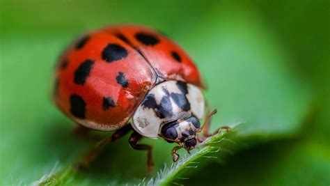 Here's What It Really Means When You See A Ladybug