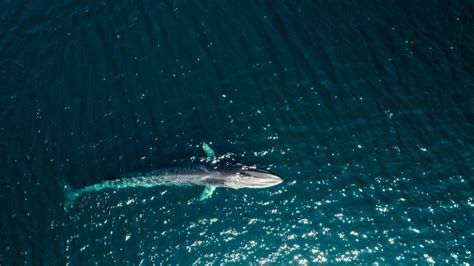 Largest number of fin whales seen feeding together in over 50 years ...