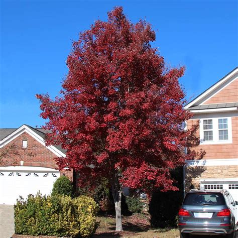 American Red Maple Trees for Sale– FastGrowingTrees.com