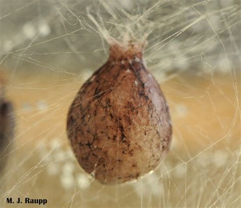 Got lanternflies? Tired of squishing? Get a spider! Black and Yellow Garden Spider, Argiope ...