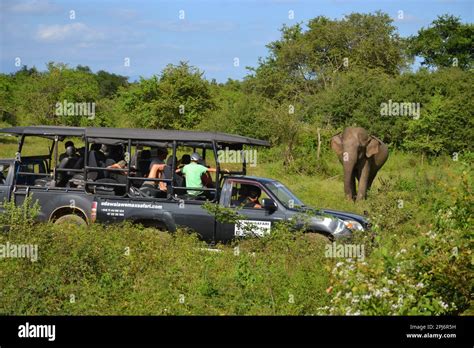 Wasgamuwa National Park Safari Stock Photo - Alamy