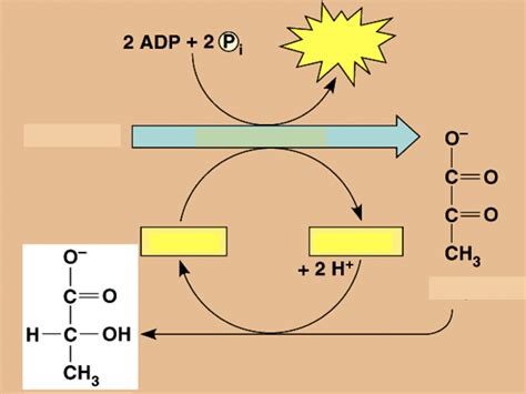 Lactic Acid Fermentation - vrogue.co