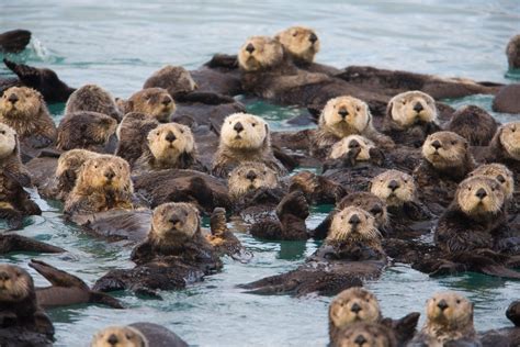 That's a lot of otters :D : r/Otters