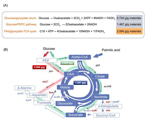 Fatty acid feedstocks enable a highly efficient glyoxylate‐TCA cycle ...