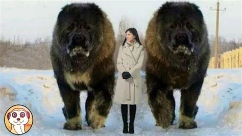 10 CANI PIÙ GRANDI DEL MONDO | Huge dogs, Big dog breeds, Large dogs