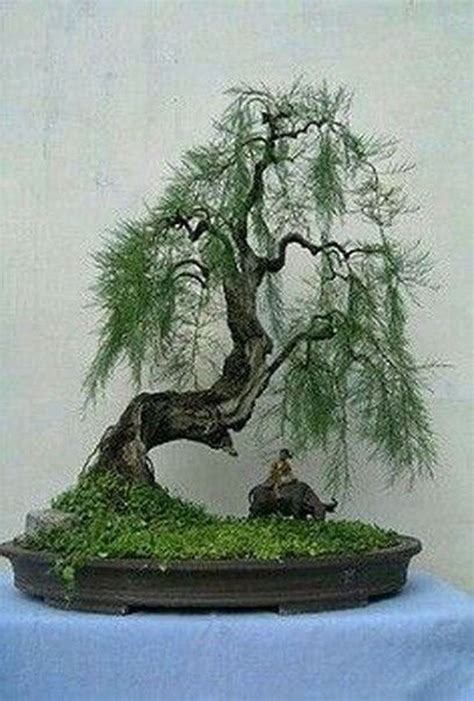 Lovely Bonsai Trees Gardening Ideas For Your Backyard | Bonsai tree types, Indoor bonsai tree ...