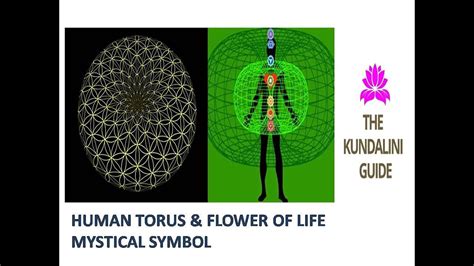 Torus Flower Of Life | Best Flower Site